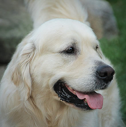 Storm - Grand Champion Bonett Bride Fire Tower