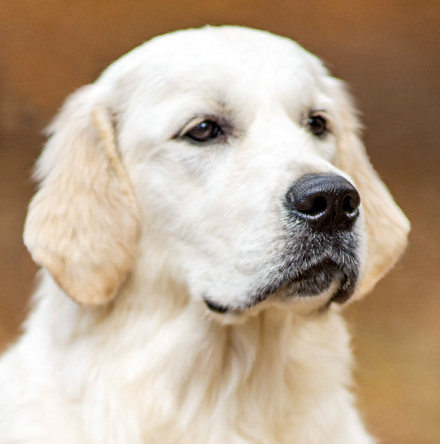 Tulip - Regalgoldens Best of My Love