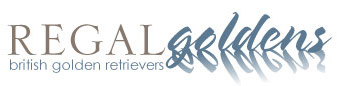English Golden Retrievers, British Golden Retrievers, Golden Retriever puppies, Regalgoldens, Regal Goldens