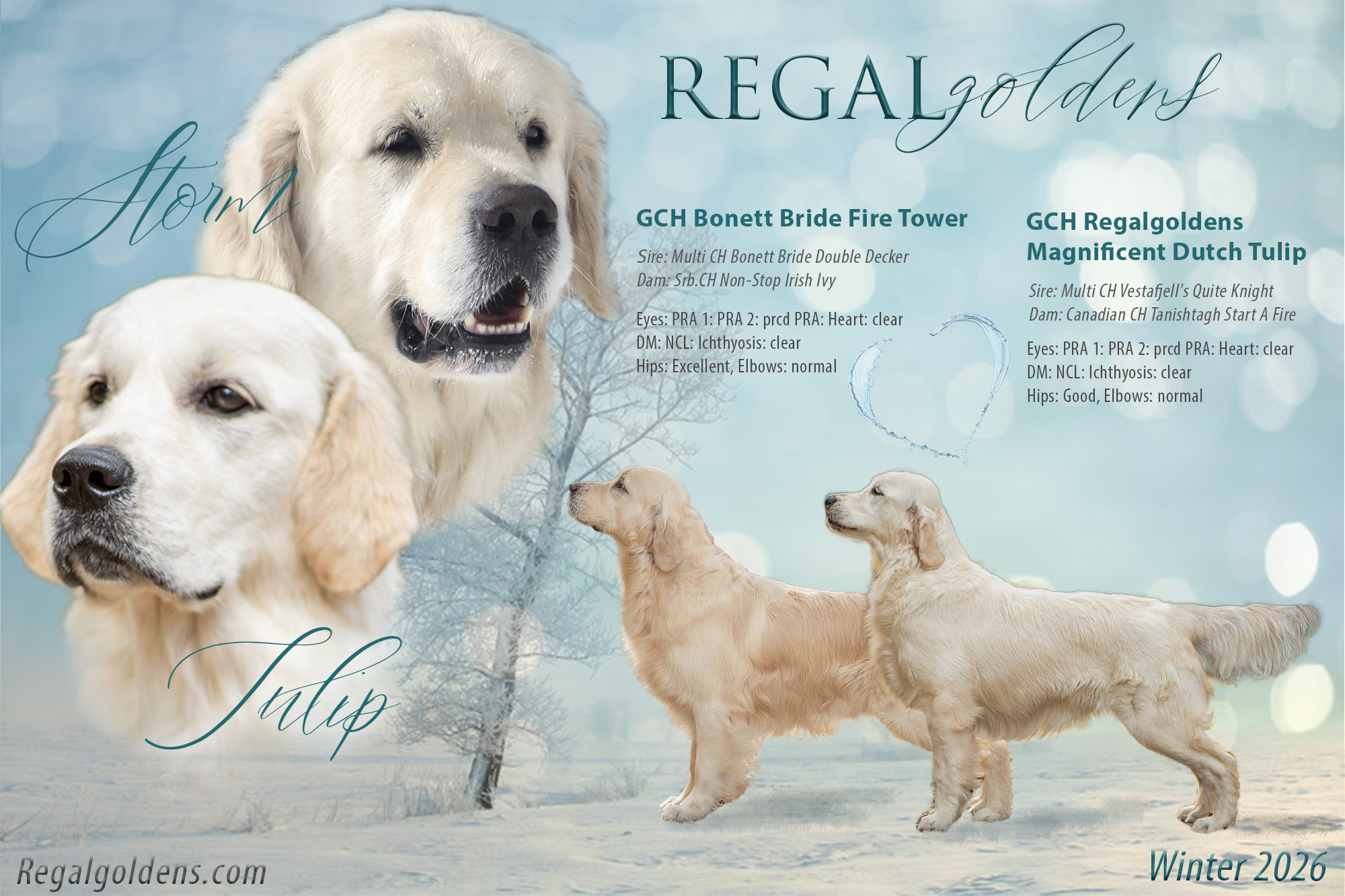 Storm and Tulip Litter