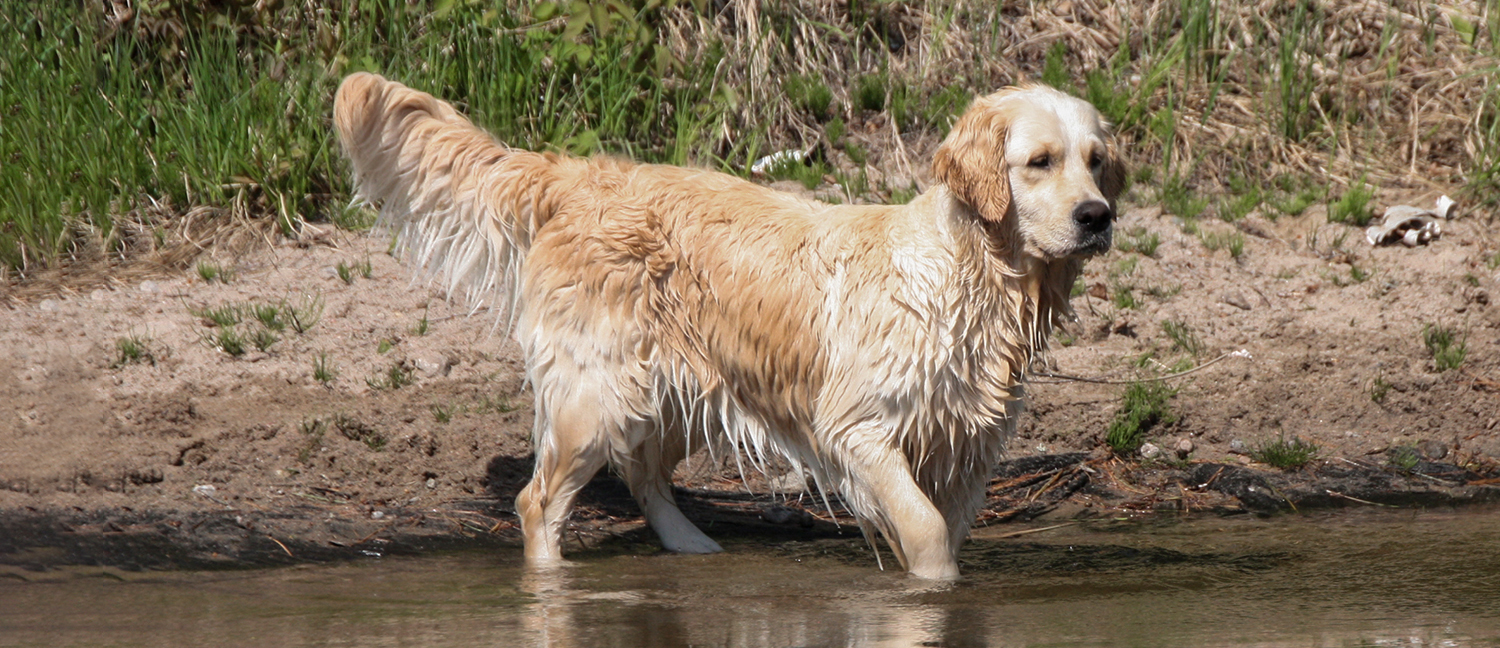 English Golden Retriever, British Golden Retrievers, Golden Retriever Puppies