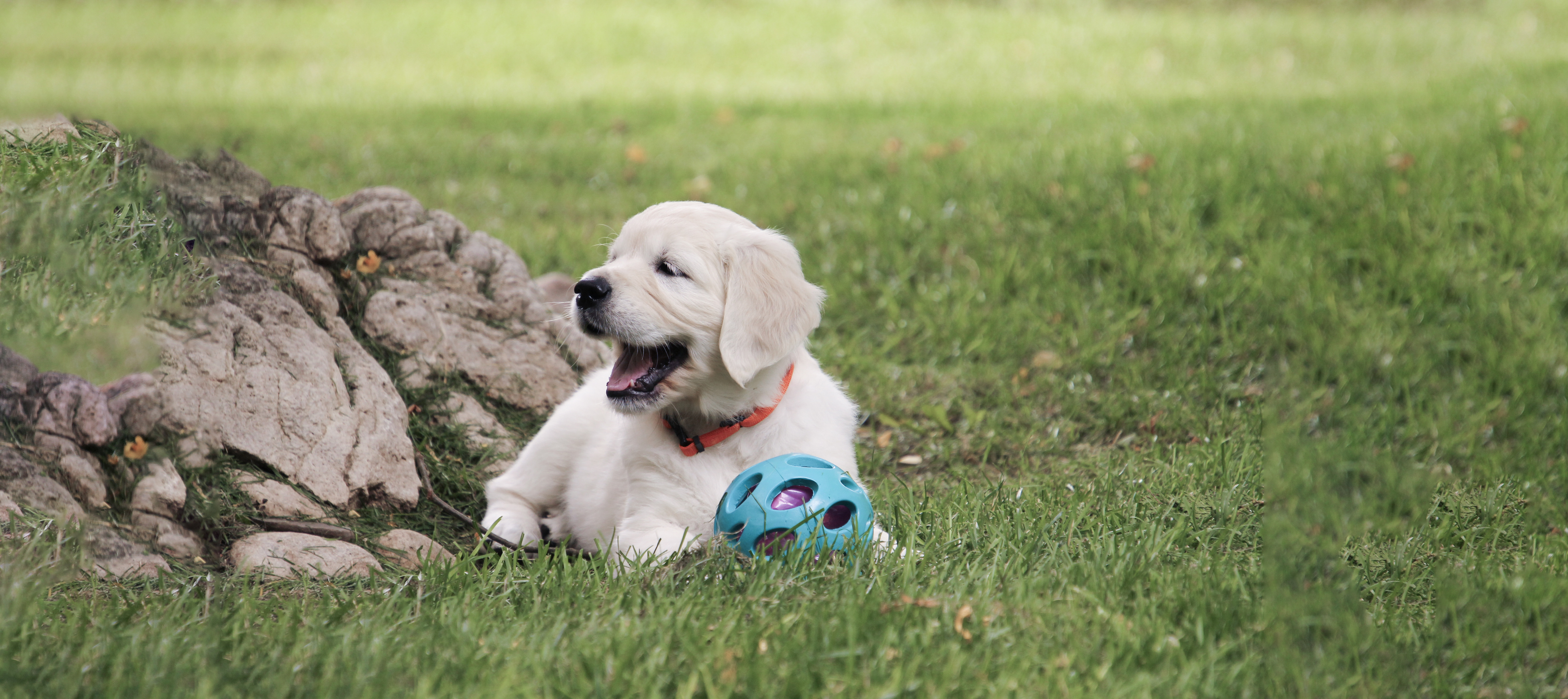 English Golden Retriever, British Golden Retrievers, Golden Retriever Puppies