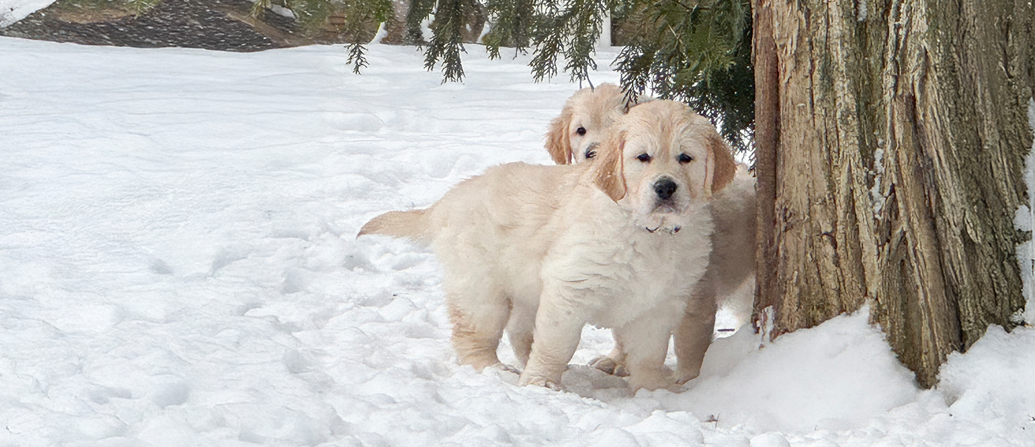 English Golden Retriever, British Golden Retrievers, Golden Retriever Puppies