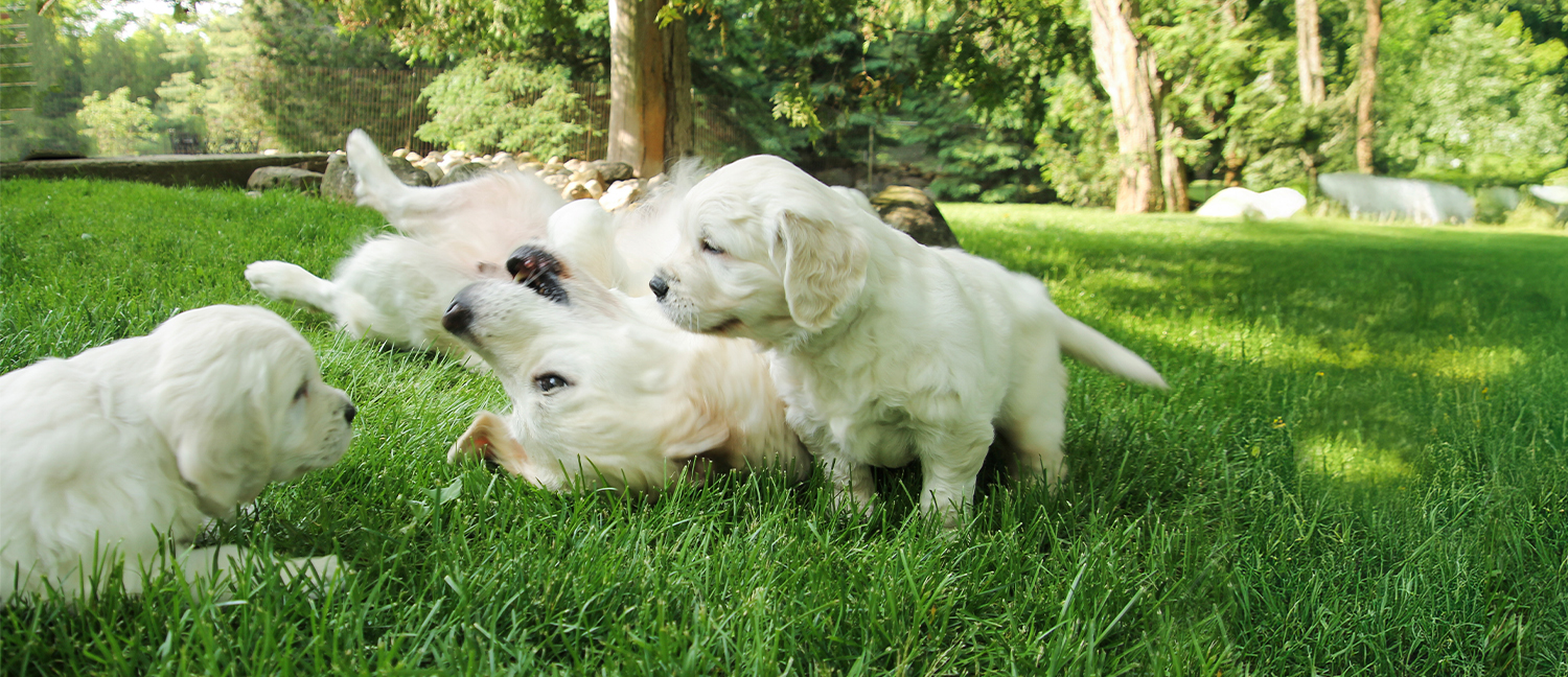 English Golden Retriever, British Golden Retrievers, Golden Retriever Puppies