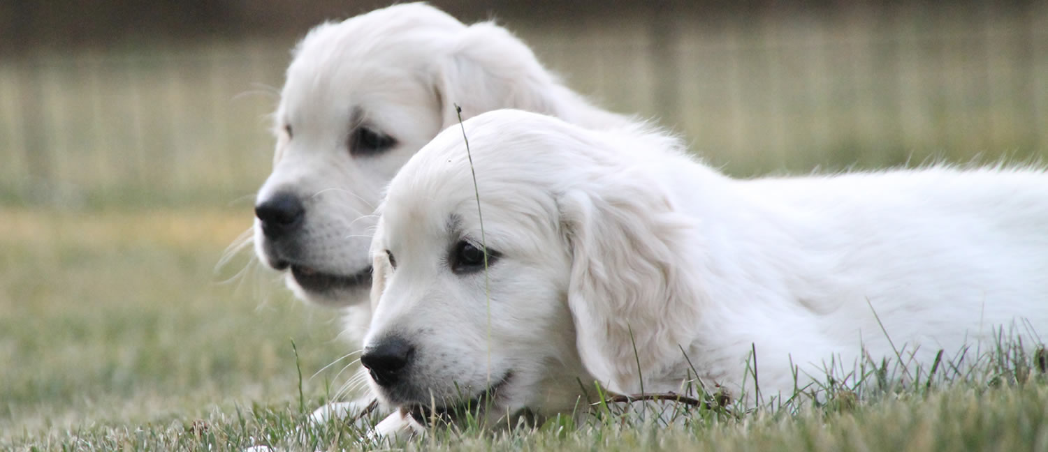 English Golden Retriever, British Golden Retrievers, Golden Retriever Puppies